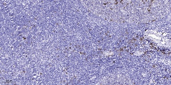 cGKII (phospho Ser126) rabbit pAb Antibody