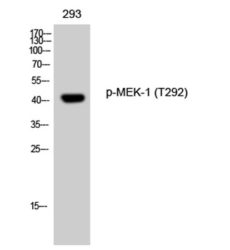 MEK-1 (phospho Thr292) rabbit pAb Antibody
