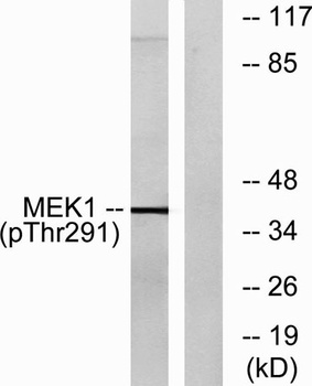 MEK-1 (phospho Thr292) rabbit pAb Antibody