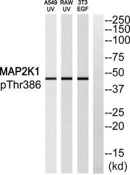 MEK-1 (phospho Thr386) rabbit pAb Antibody