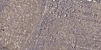 MEK-7 (phospho Thr275) rabbit pAb Antibody