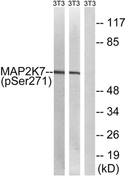 MEK-7 (phospho Ser271) rabbit pAb Antibody