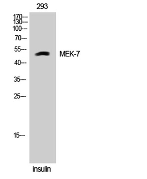 MEK-7 rabbit pAb Antibody