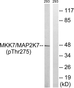 MEK-7 rabbit pAb Antibody