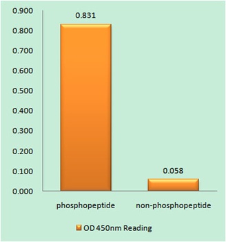 PKR (phospho Thr451) rabbit pAb Antibody