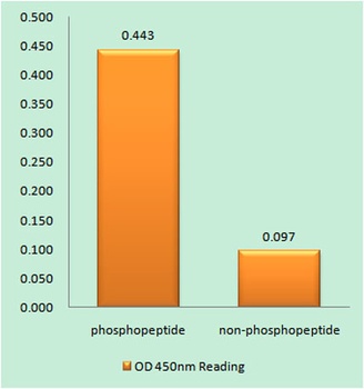 PKR (phospho Thr258) rabbit pAb Antibody