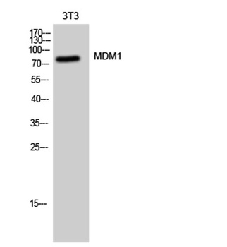 MDM1 rabbit pAb Antibody