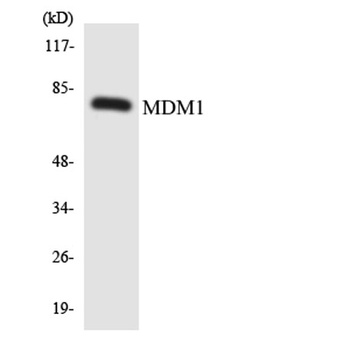 MDM1 rabbit pAb Antibody