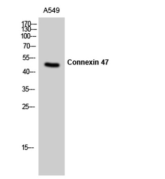 Connexin 47 rabbit pAb Antibody
