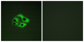 Bad (phospho Ser134) rabbit pAb