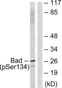 Bad (phospho Ser134) rabbit pAb