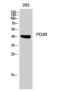 PD2R rabbit pAb Antibody