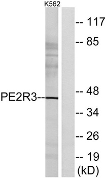 EP3 rabbit pAb Antibody