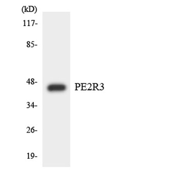 EP3 rabbit pAb Antibody