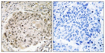 USP36 rabbit pAb Antibody