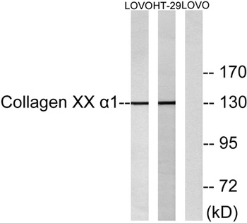 COL20A1 rabbit pAb Antibody
