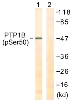 PTP1B (phospho Ser50) rabbit pAb Antibody