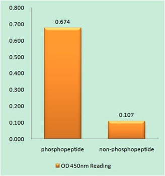 SH-PTP1 (phospho Tyr564) rabbit pAb Antibody