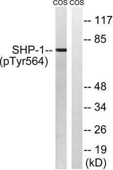 SH-PTP1 (phospho Tyr564) rabbit pAb Antibody