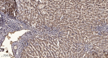 SH-PTP1 (phospho Tyr564) rabbit pAb Antibody