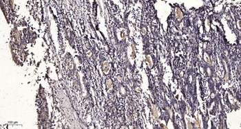 SH-PTP1 (phospho Tyr564) rabbit pAb Antibody