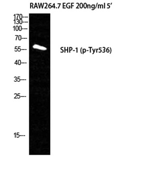 SH-PTP1 (phospho Tyr536) rabbit pAb Antibody
