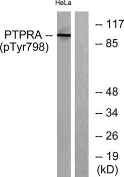 PTPα (phospho Tyr798) rabbit pAb Antibody