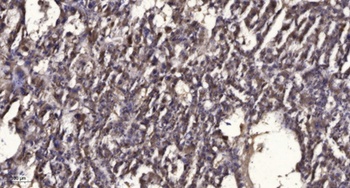 PTPα (phospho Tyr798) rabbit pAb Antibody