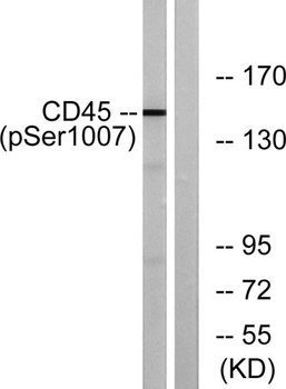 CD45 (phospho Ser1007) rabbit pAb