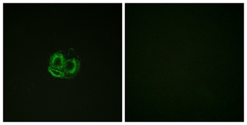 Actin-α/γ rabbit pAb Antibody