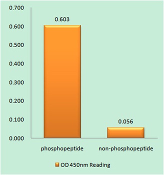 Bax (phospho Thr167) rabbit pAb Antibody
