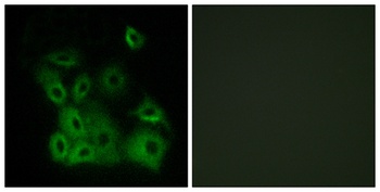 Bax (phospho Thr167) rabbit pAb Antibody
