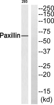 Paxillin rabbit pAb Antibody