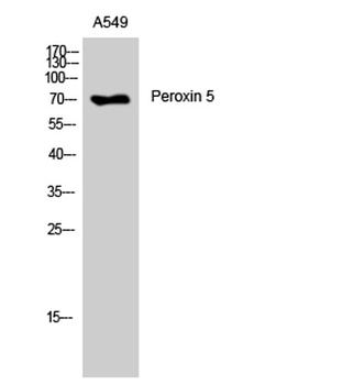 Peroxin 5 rabbit pAb Antibody