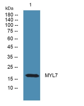 MYL7 rabbit pAb Antibody