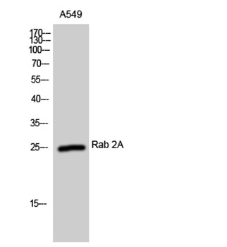 Rab 2A rabbit pAb Antibody