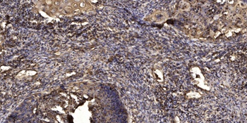 Rab 2A rabbit pAb Antibody