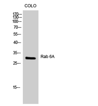 Rab 6A rabbit pAb Antibody