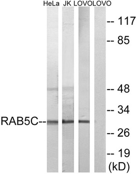 Rab 5C rabbit pAb Antibody
