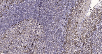 Rab 5C rabbit pAb Antibody