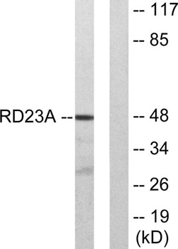 Rad23A rabbit pAb Antibody
