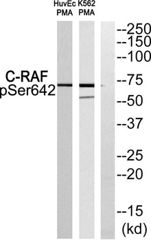 Raf-1 (phospho Ser642) rabbit pAb Antibody