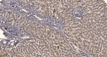 Raf-1 (phospho Ser642) rabbit pAb Antibody