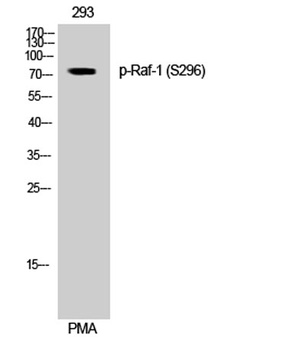Raf-1 (phospho Ser296) rabbit pAb Antibody