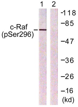 Raf-1 (phospho Ser296) rabbit pAb Antibody
