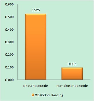 Raf-1 (phospho Ser621) rabbit pAb Antibody