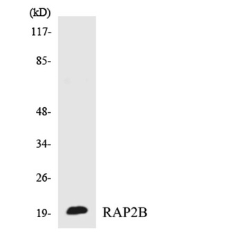 Rap 2B rabbit pAb Antibody