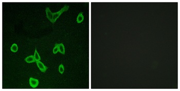 Histamine H4 Receptor rabbit pAb Antibody
