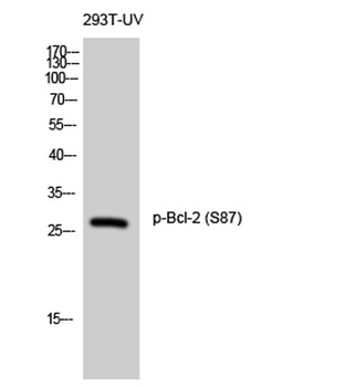 Bcl-2 (phospho Ser87) rabbit pAb Antibody