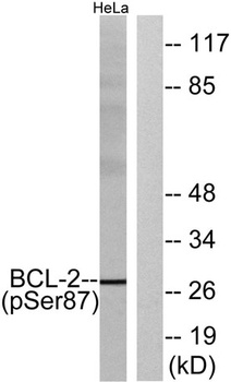Bcl-2 (phospho Ser87) rabbit pAb Antibody